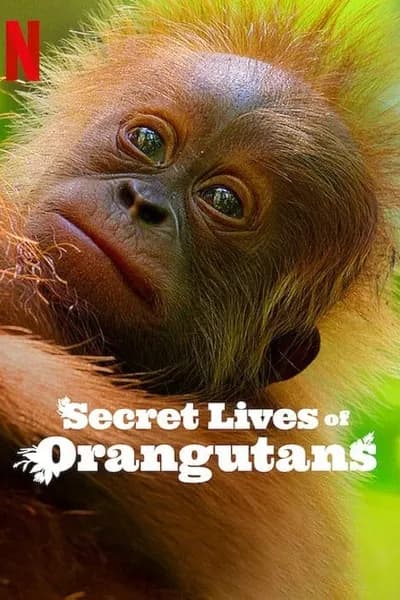 โปสเตอร์หนัง ชีวิตลับอุรังอุตัง Secret Lives of Orangutans