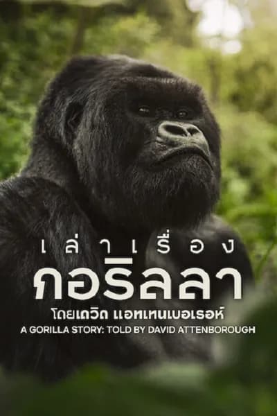 โปสเตอร์หนัง เล่าเรื่องกอริลลา โดยเดวิด แอทเทนเบอเรอห์ เซอร์เดวิด A Gorilla Story