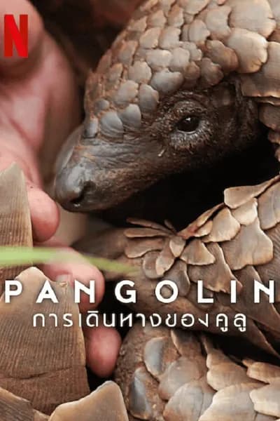 โปสเตอร์หนัง การเดินทางของคูลู Pangolin Kulu’s Journey