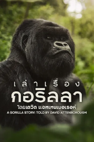 โปสเตอร์หนัง เล่าเรื่องกอริลลา โดยเดวิด แอทเทนเบอเรอห์ เซอร์เดวิด A Gorilla Story